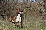 AMSTAFF ADULT 124